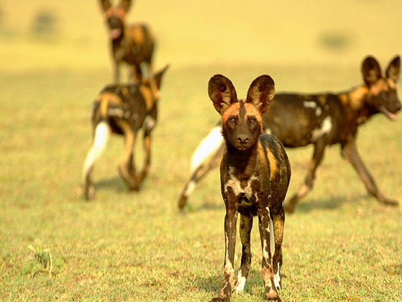 Africa Nature Animals (30)